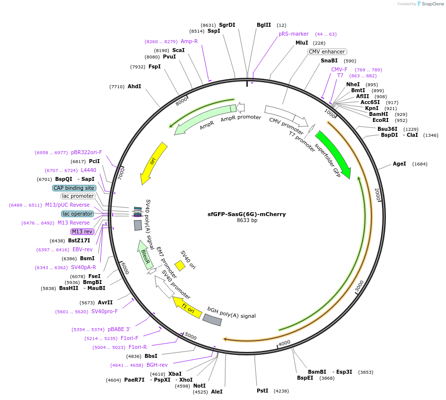 206948-plasmid-map-sequence-id-409224