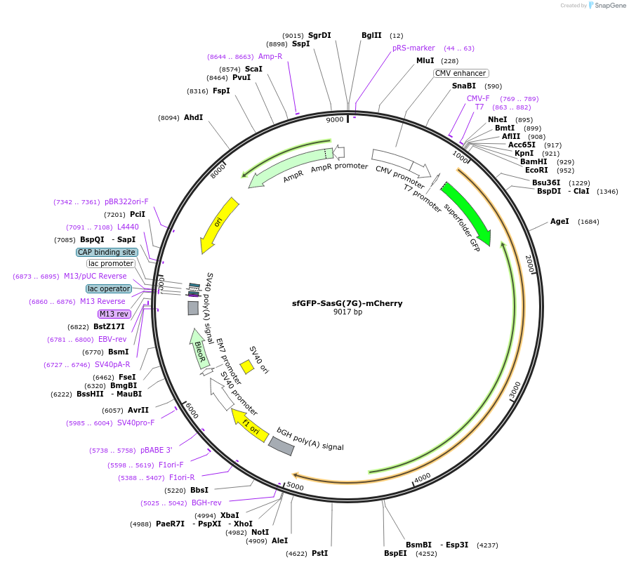 206949-plasmid-map-sequence-id-409226