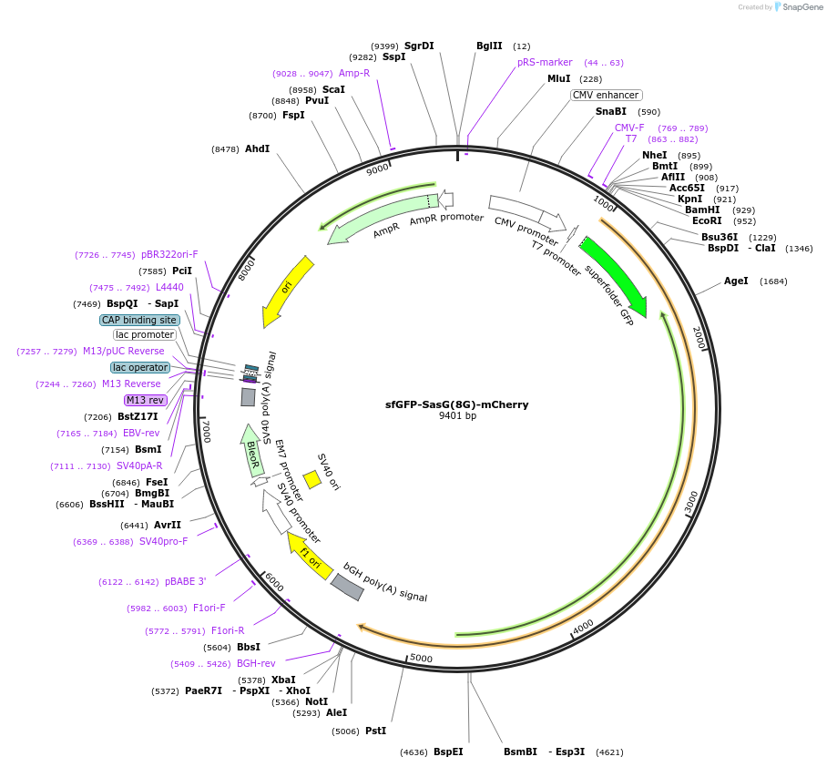 206950-plasmid-map-sequence-id-409227