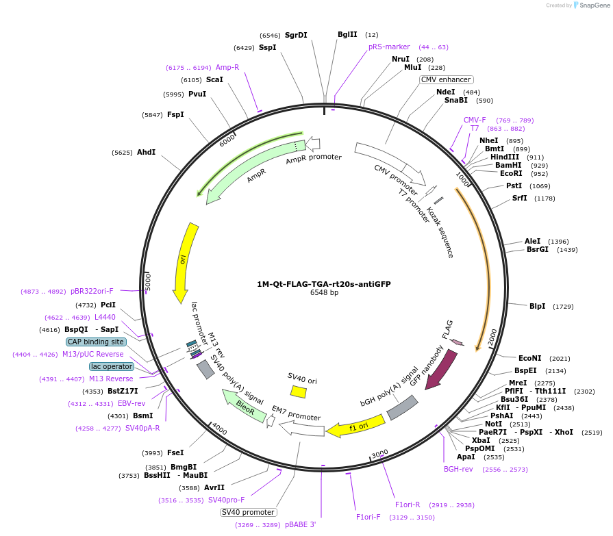 206953-plasmid-map-sequence-id-409229