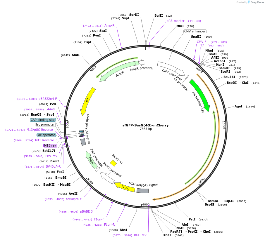 206946-plasmid-map-sequence-id-409233