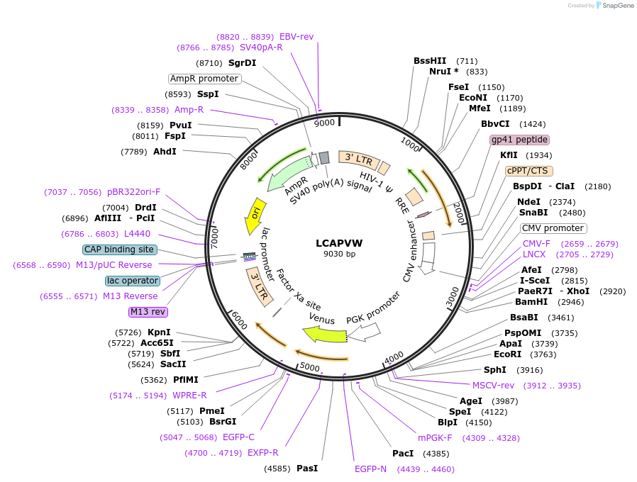 205644-plasmid-map-sequence-id-409375