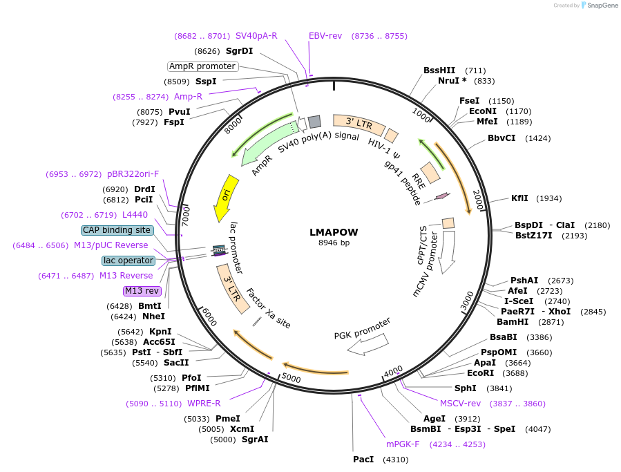 205654-plasmid-map-sequence-id-409376