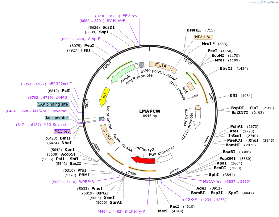 205655-plasmid-map-sequence-id-409377