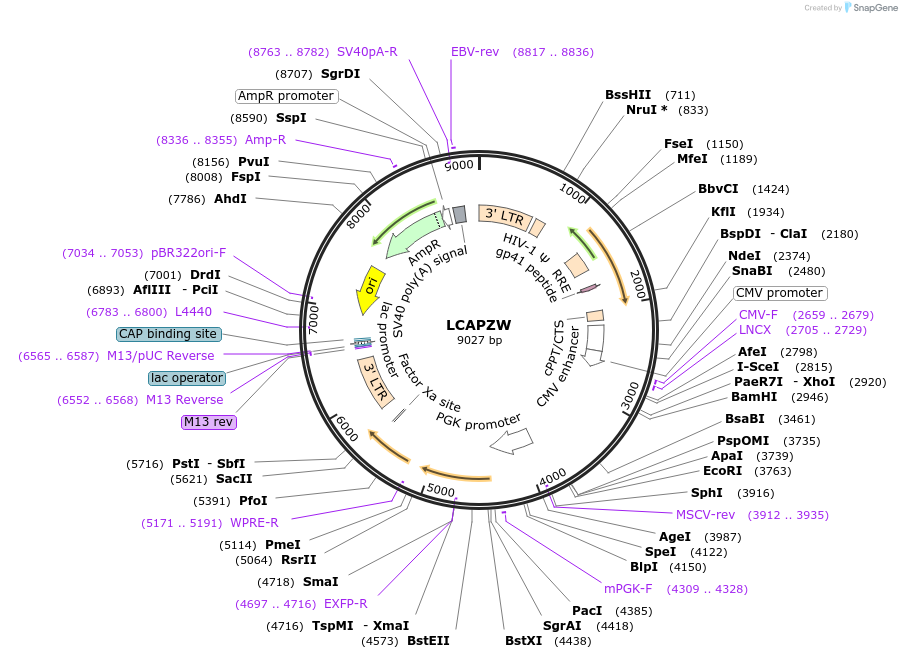 205640-plasmid-map-sequence-id-409380