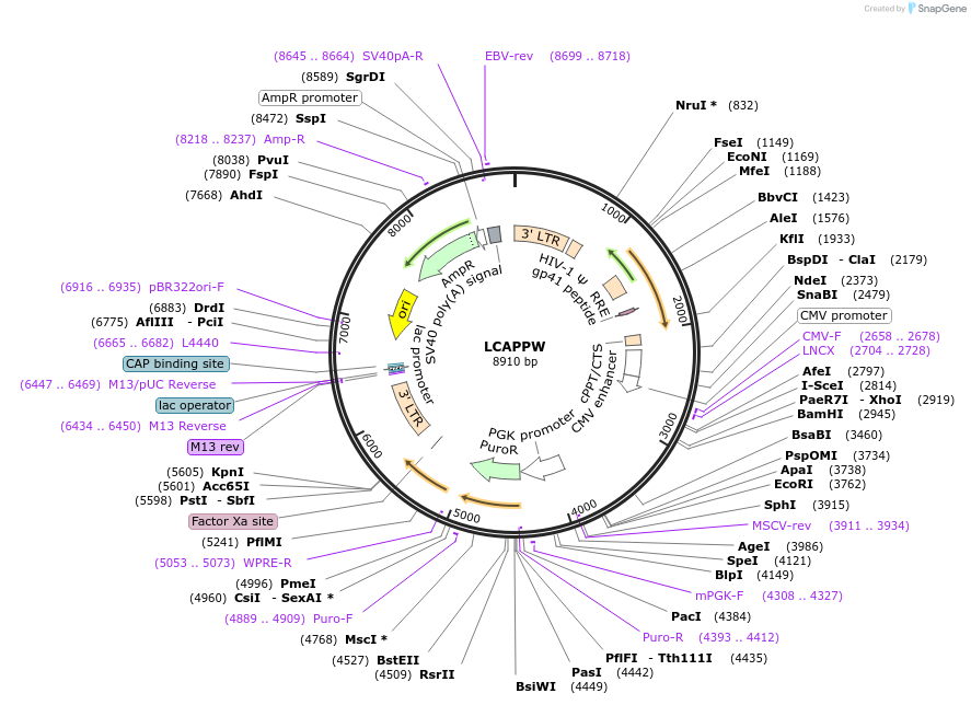 205648-plasmid-map-sequence-id-409382
