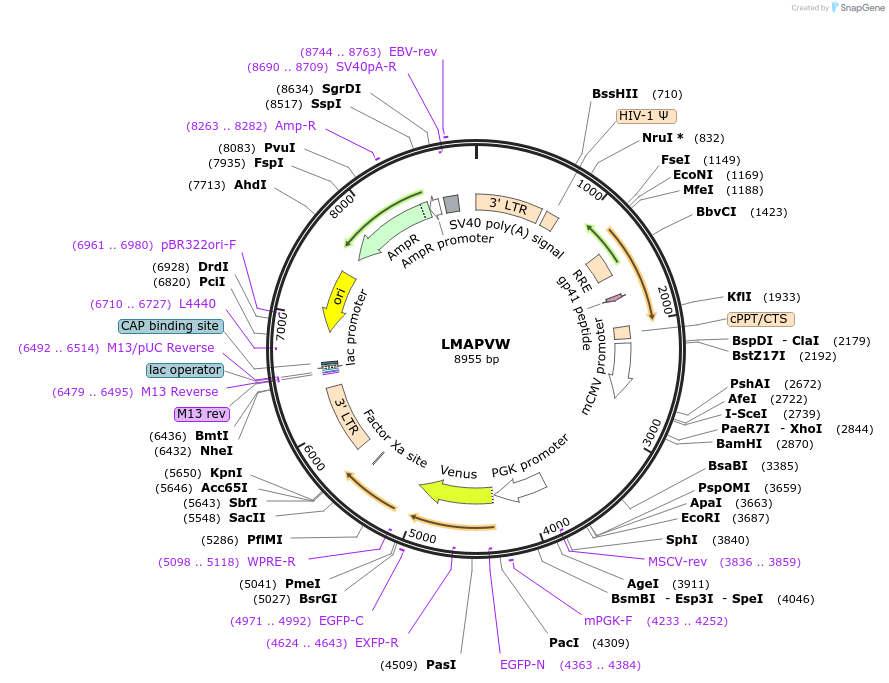 205653-plasmid-map-sequence-id-409383