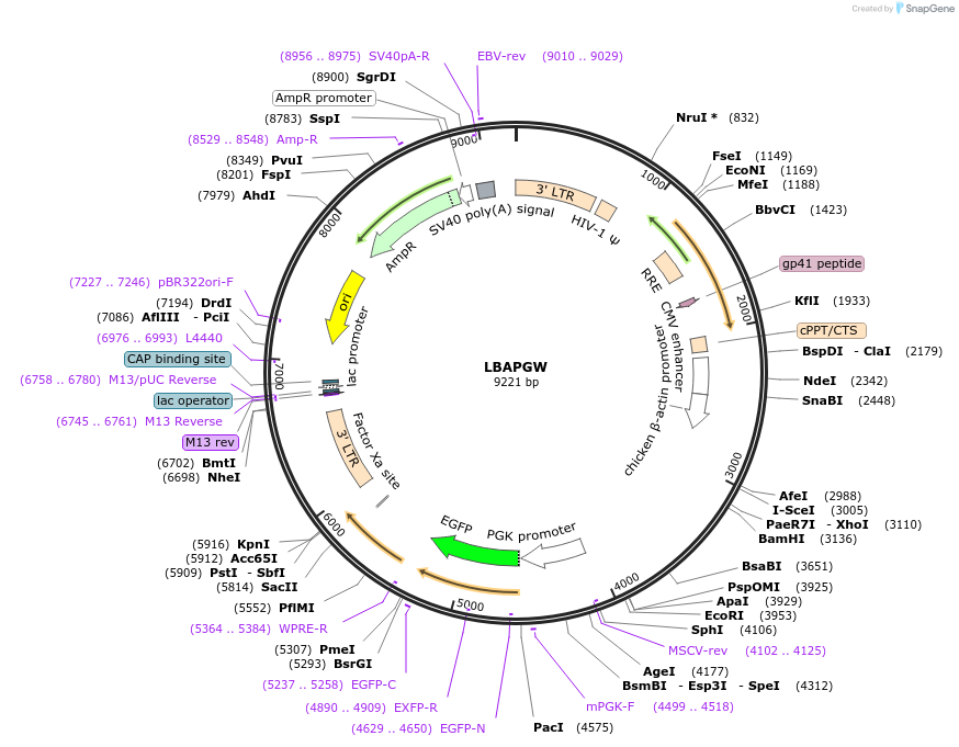 205660-plasmid-map-sequence-id-409384
