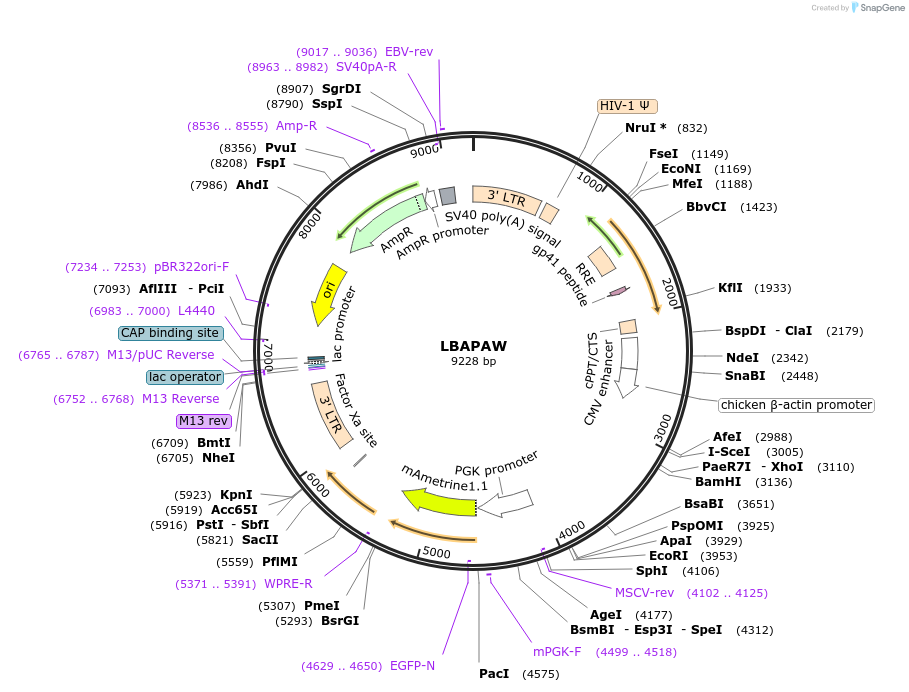 205661-plasmid-map-sequence-id-409385