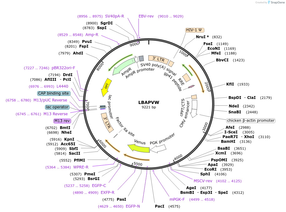 205662-plasmid-map-sequence-id-409386
