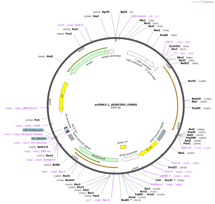 205598-plasmid-map-sequence-id-409389