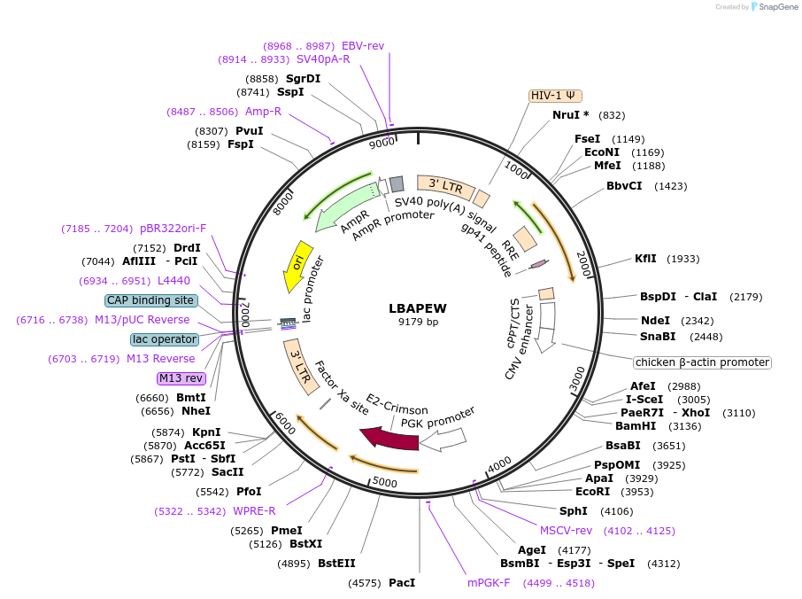205665-plasmid-map-sequence-id-409391
