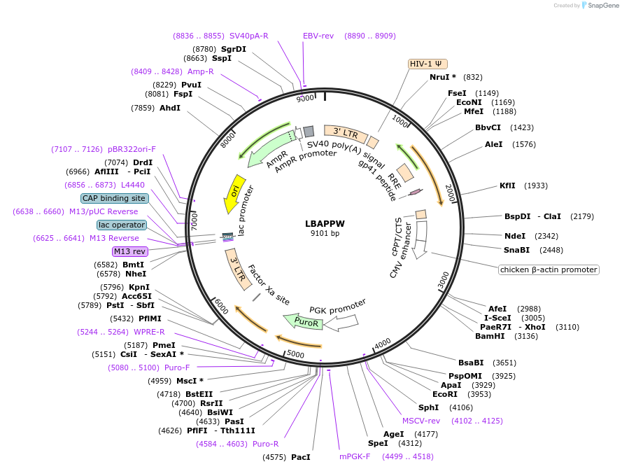 205666-plasmid-map-sequence-id-409393