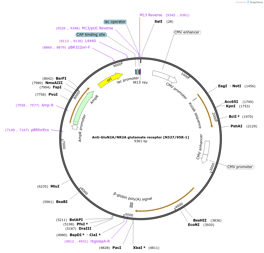 206710-plasmid-map-sequence-id-409397