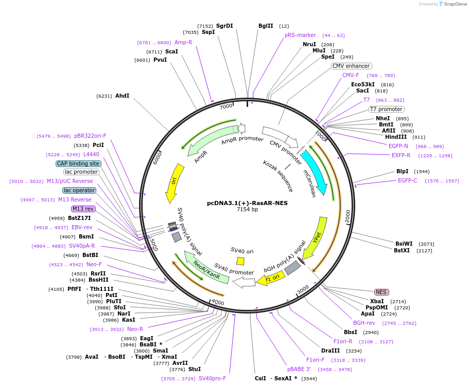 205567-plasmid-map-sequence-id-409398