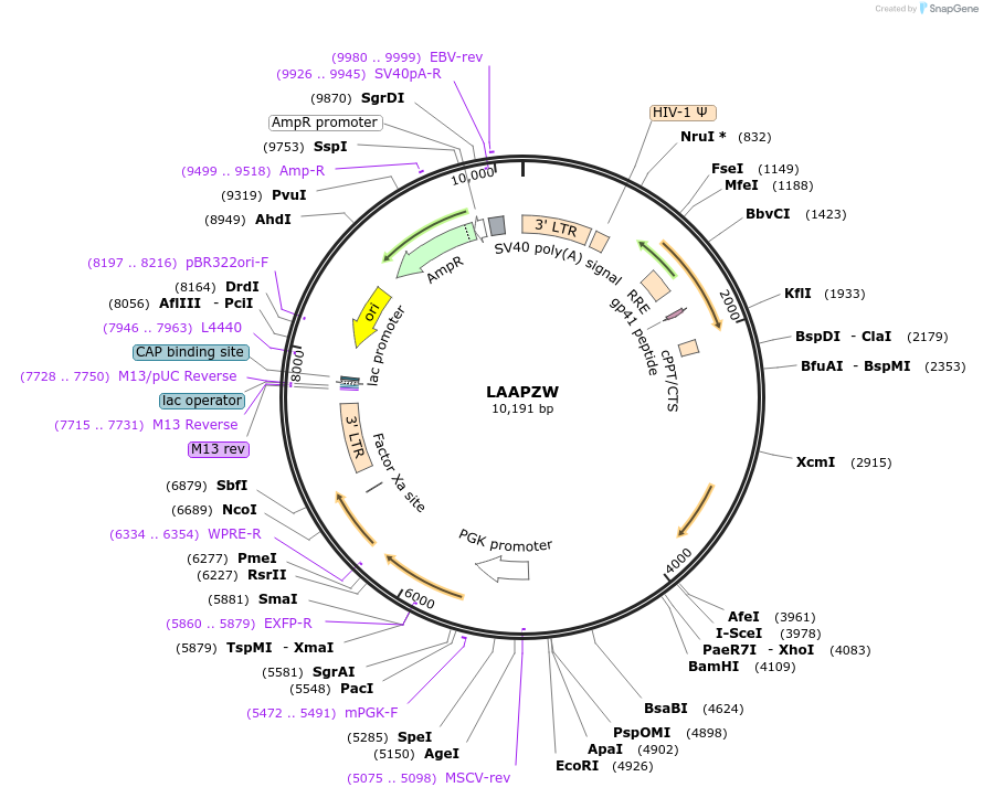 205685-plasmid-map-sequence-id-409400