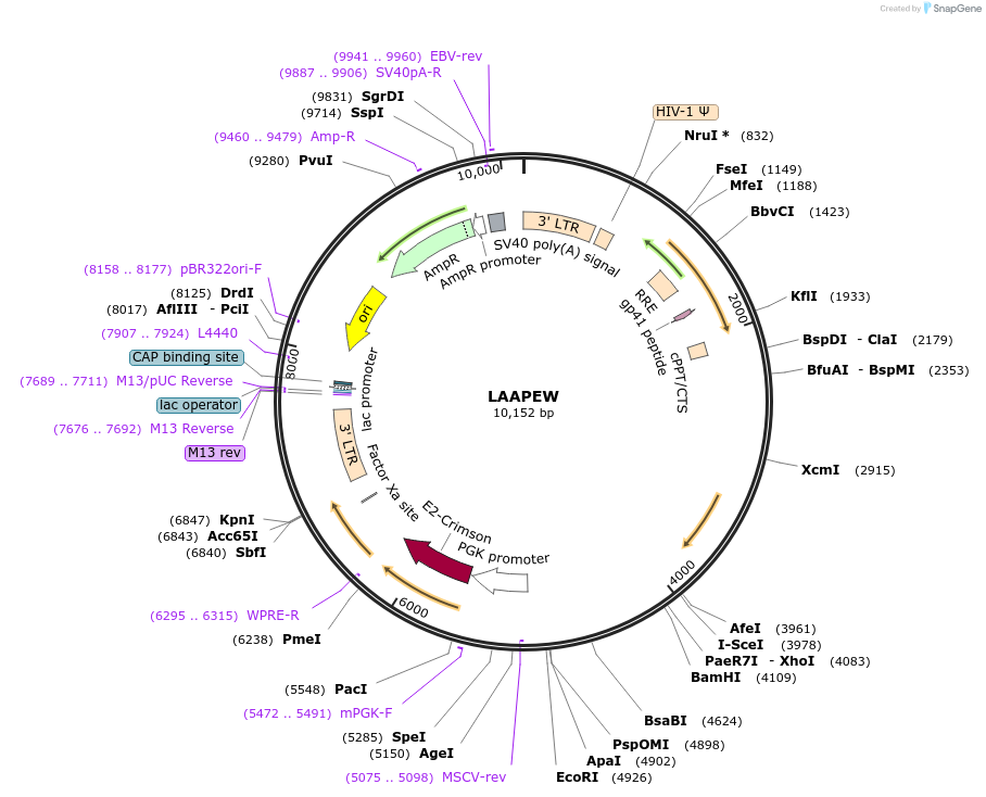 205692-plasmid-map-sequence-id-409403