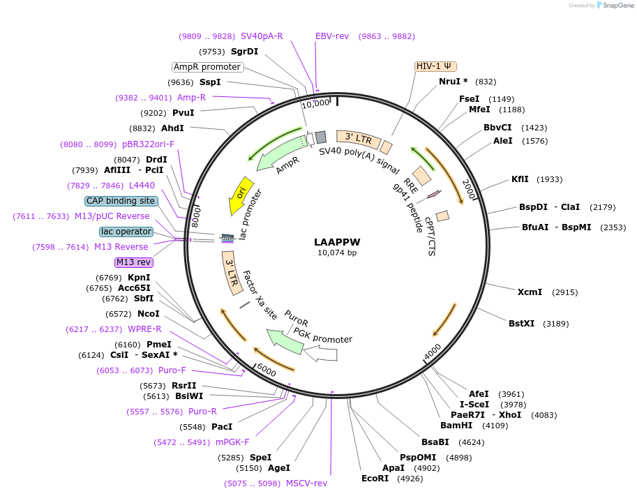 205693-plasmid-map-sequence-id-409405