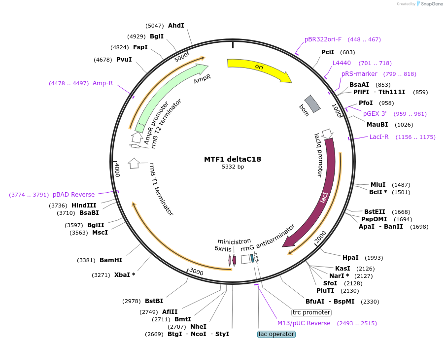 205070-plasmid-map-sequence-id-409408