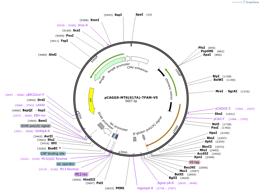 203668-plasmid-map-sequence-id-409415
