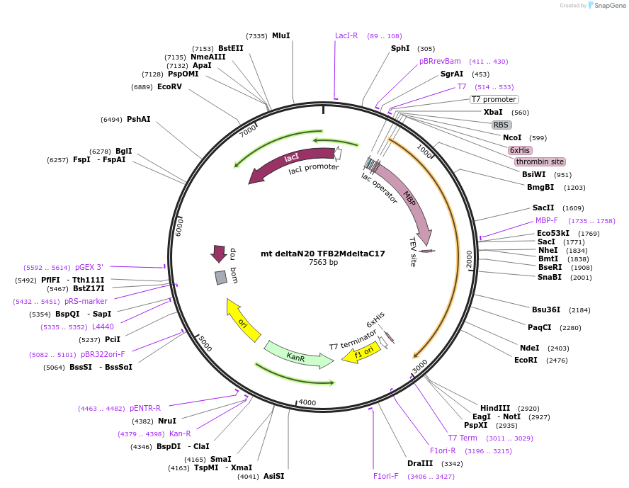 205061-plasmid-map-sequence-id-409418