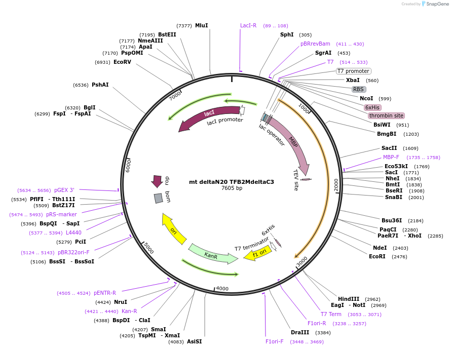 205062-plasmid-map-sequence-id-409419