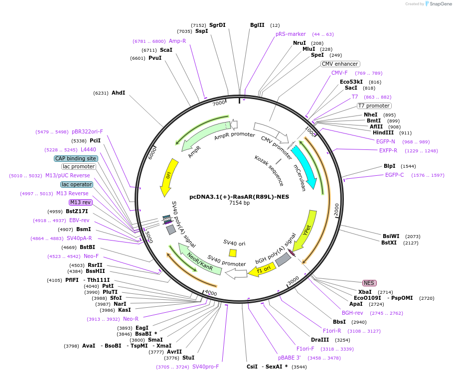 205568-plasmid-map-sequence-id-409421