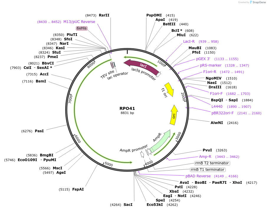 205072-plasmid-map-sequence-id-409424