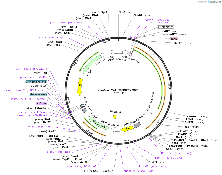 191193-plasmid-map-sequence-id-409429