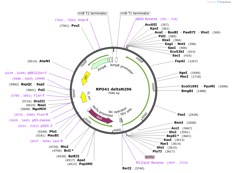 205075-plasmid-map-sequence-id-409473