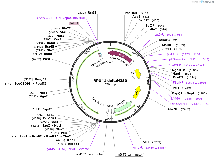 205076-plasmid-map-sequence-id-409480