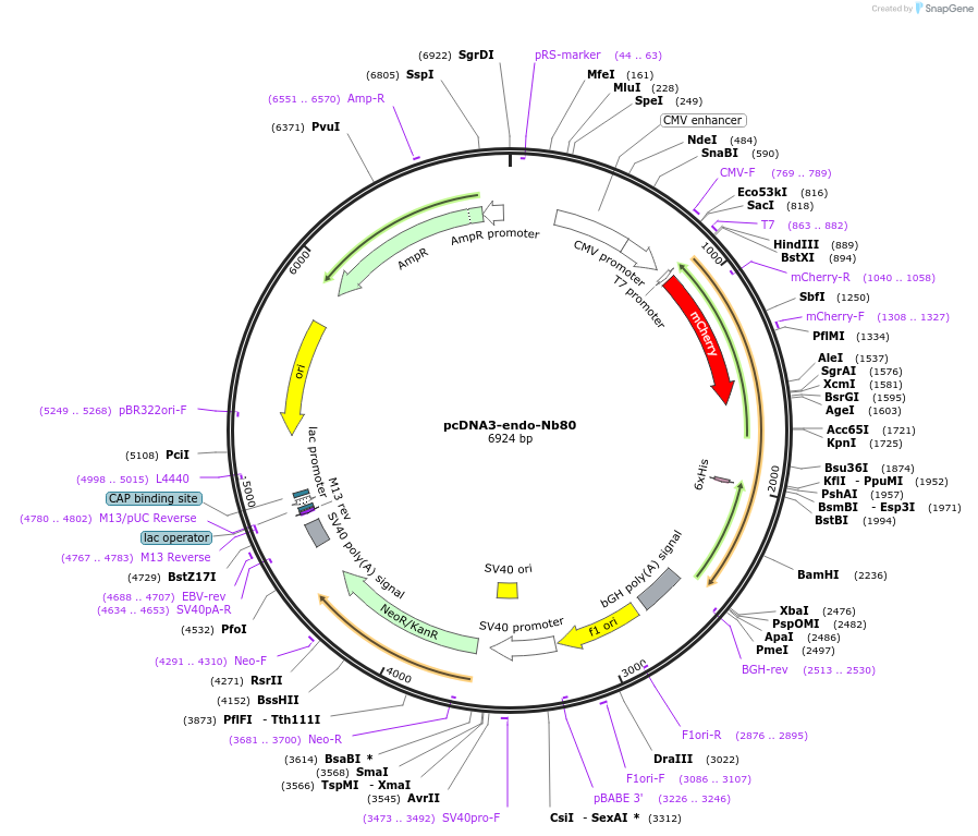 205518-plasmid-map-sequence-id-409484