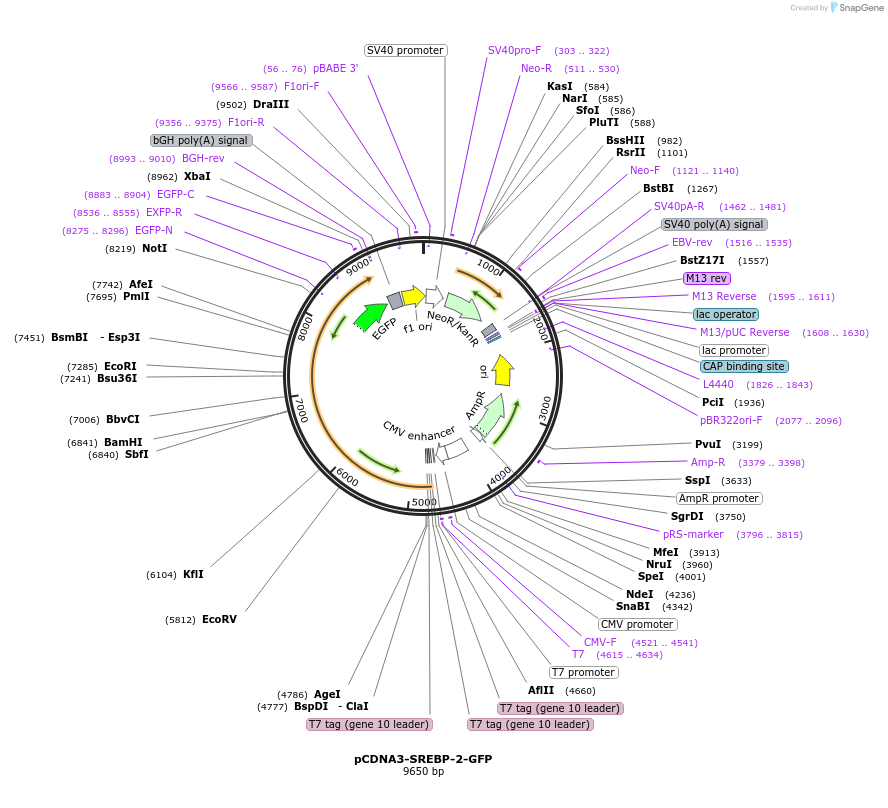 204202-plasmid-map-sequence-id-409503