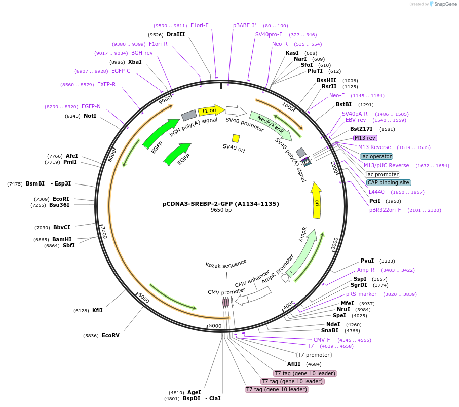 204203-plasmid-map-sequence-id-409505