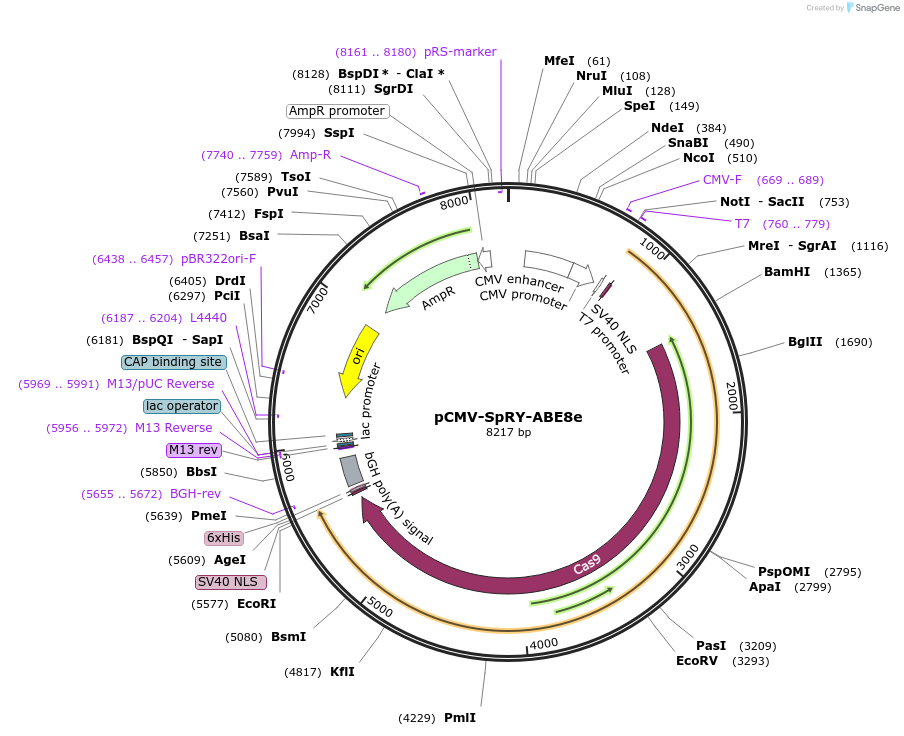 185671-plasmid-map-sequence-id-409518