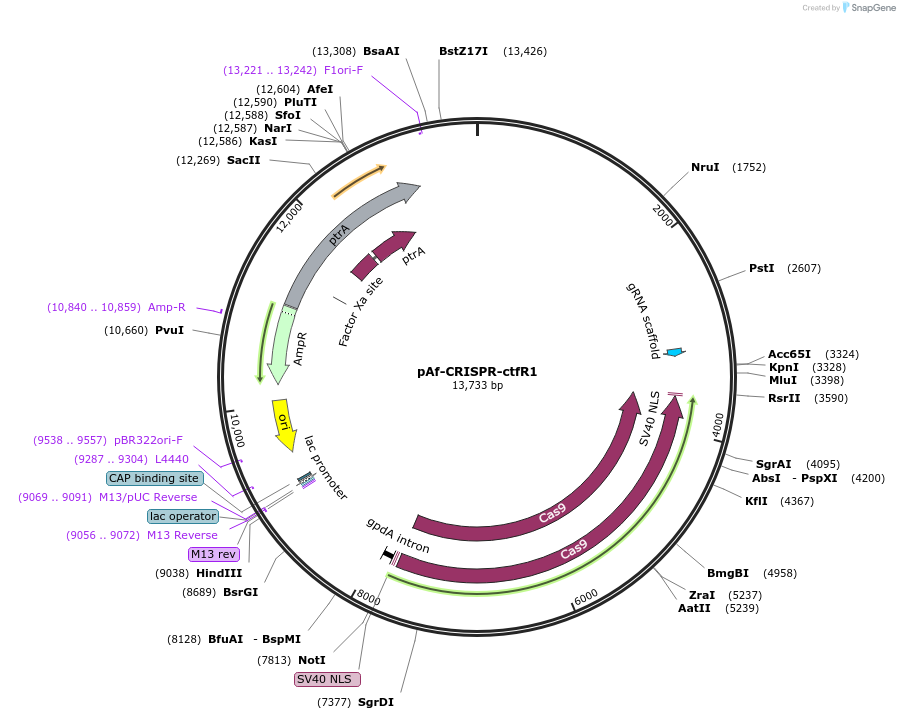 207992-plasmid-map-sequence-id-409545