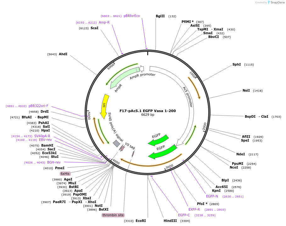 206484-plasmid-map-sequence-id-409562