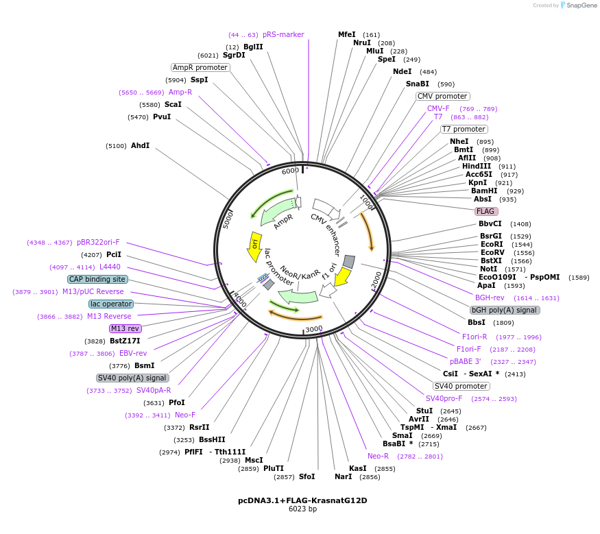 206842-plasmid-map-sequence-id-409572