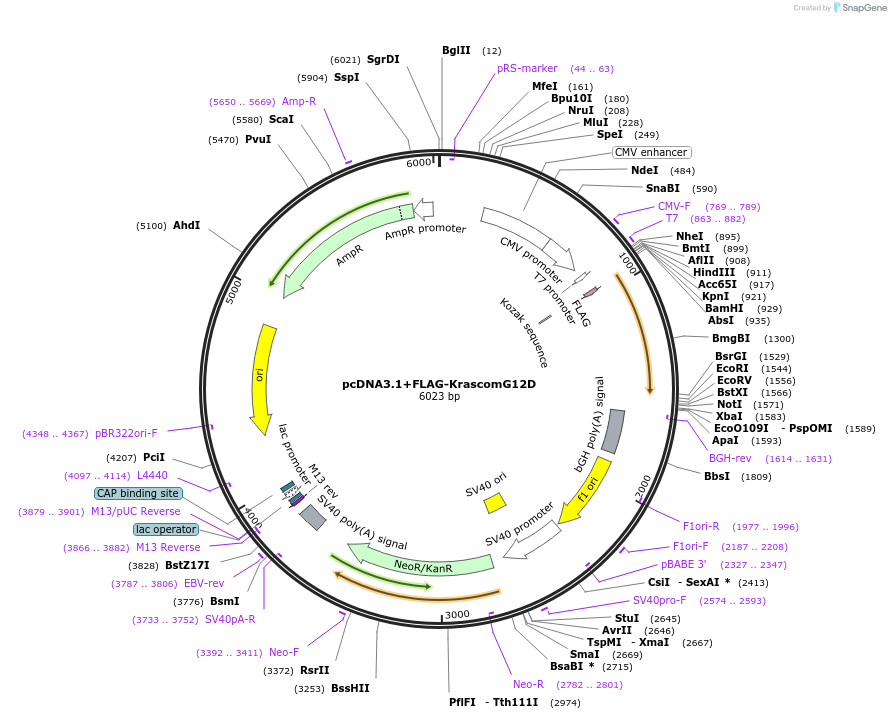 206844-plasmid-map-sequence-id-409574