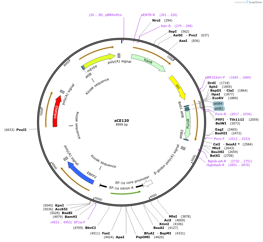 204491-plasmid-map-sequence-id-409575