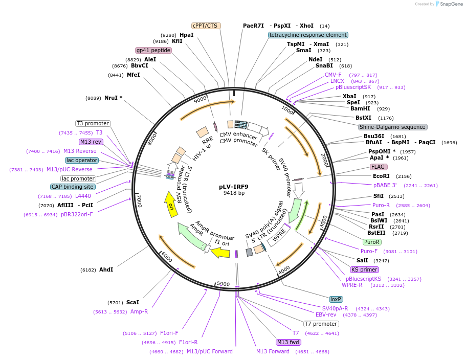 71452-plasmid-map-sequence-id-409586