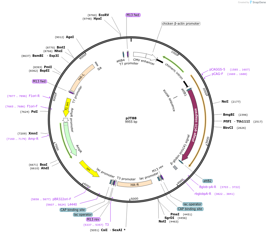 204490-plasmid-map-sequence-id-409587