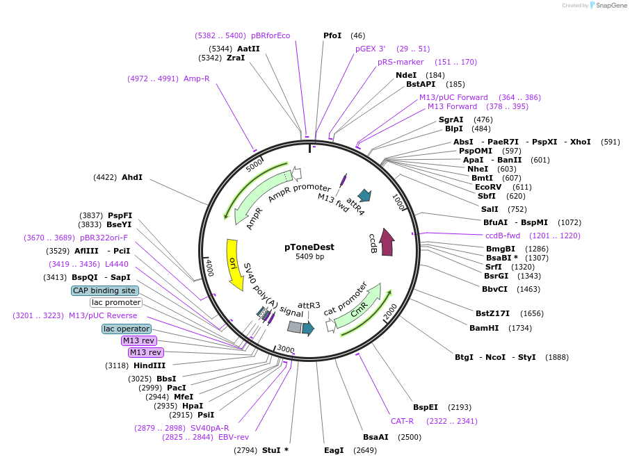 67691-plasmid-map-sequence-id-409588