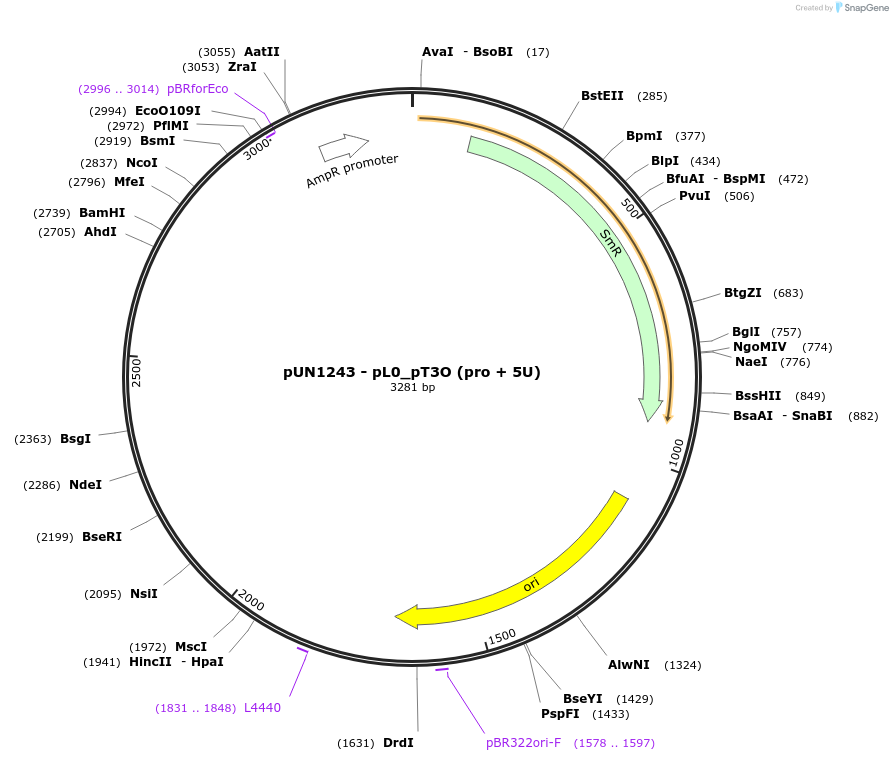 203891-plasmid-map-sequence-id-409589