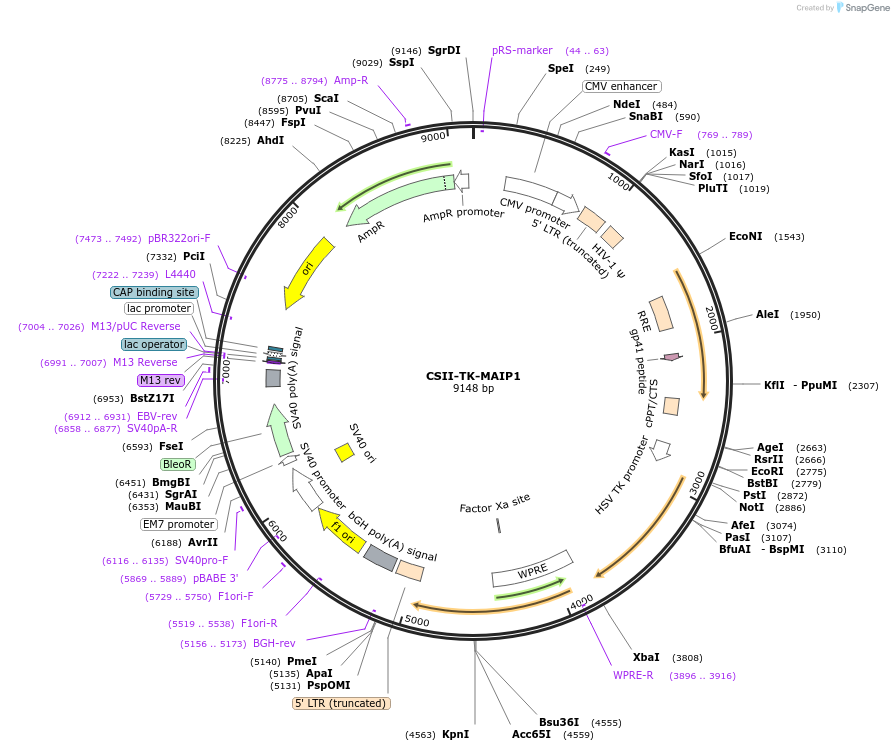 203599-plasmid-map-sequence-id-409608
