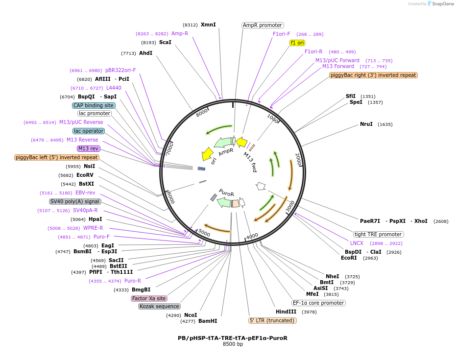 206213-plasmid-map-sequence-id-409623