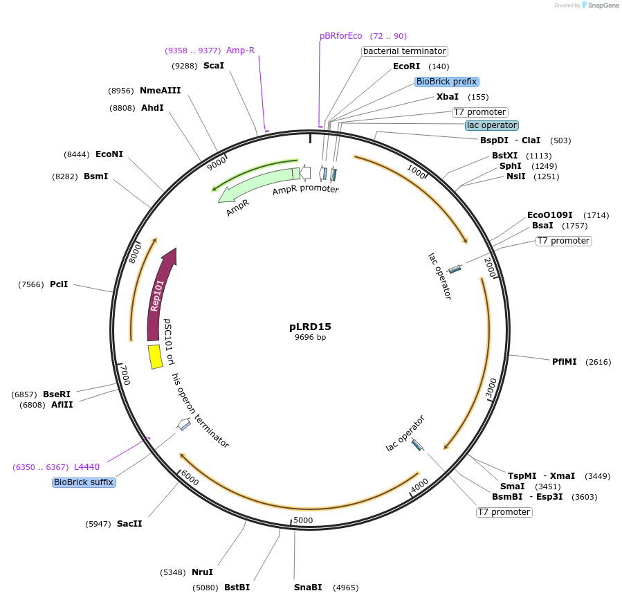 208267-plasmid-map-sequence-id-409625