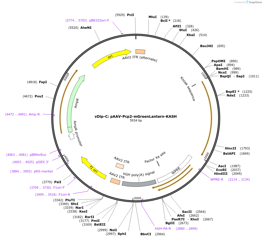 207613-plasmid-map-sequence-id-409730