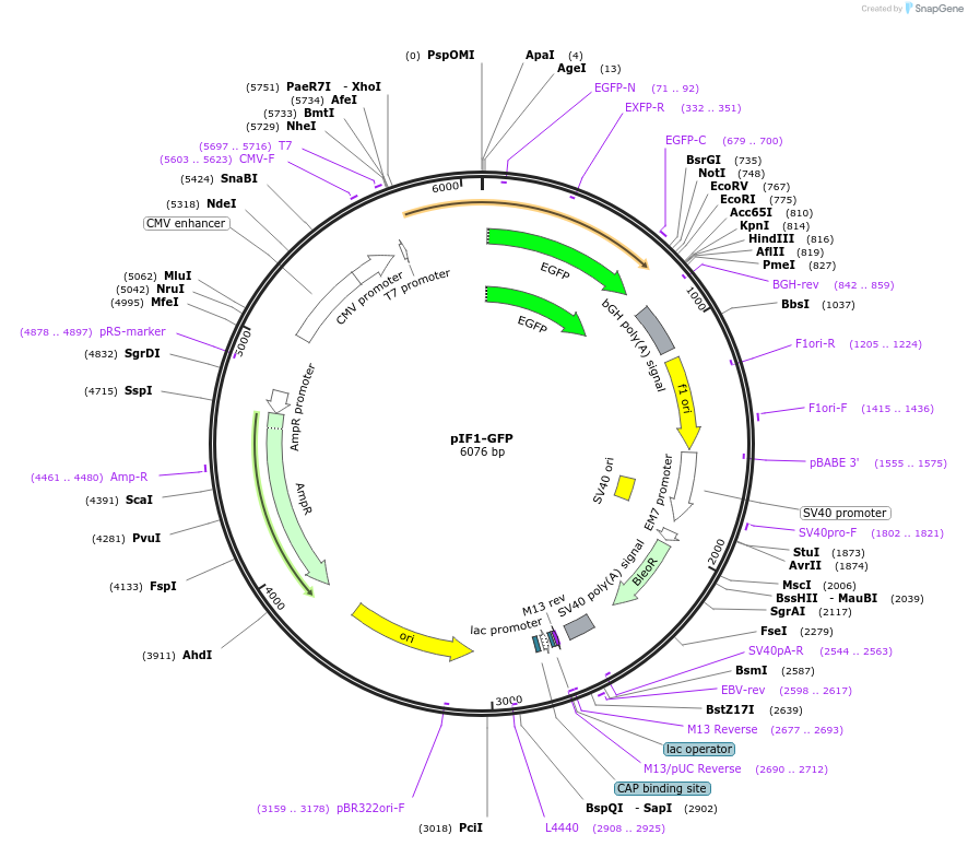206925-plasmid-map-sequence-id-409731