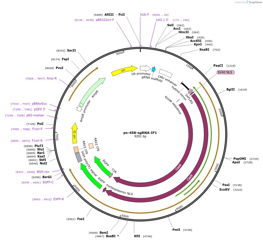 206923-plasmid-map-sequence-id-409733